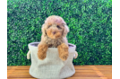 Poodle Puppy for Adoption