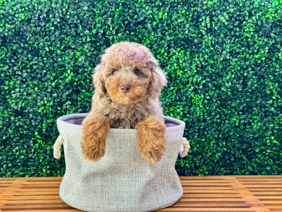 Poodle Puppy for Adoption
