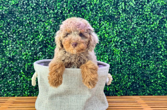 Poodle Puppy for Adoption