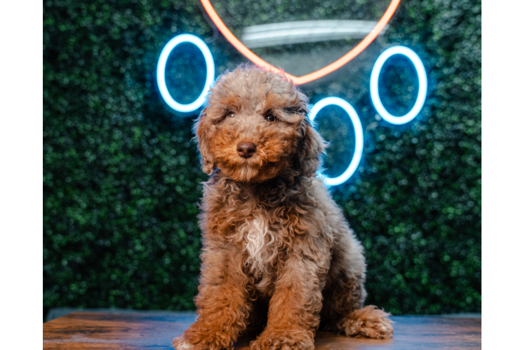 Poodle Pup Being Cute