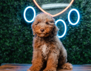 11 week old Poodle Puppy For Sale - Puppy Love PR