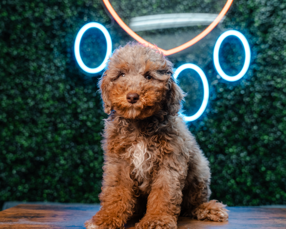 Poodle Pup Being Cute