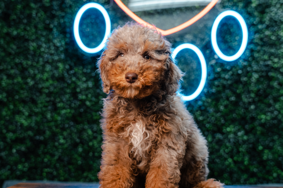 11 week old Poodle Puppy For Sale - Puppy Love PR