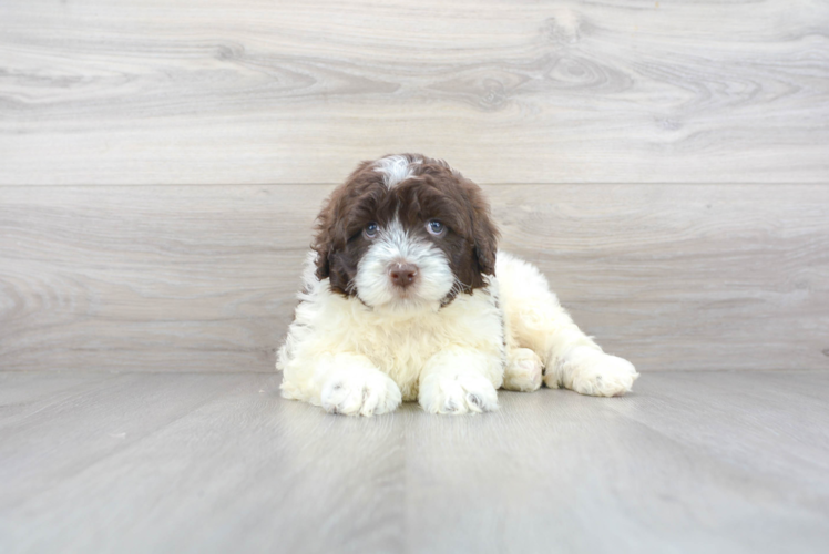 Cute Portuguese Water Dog Purebred Puppy