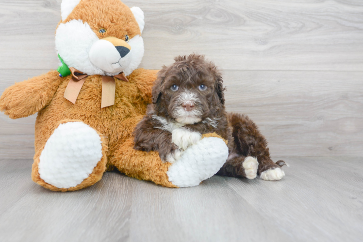 Cute Portuguese Water Dog Purebred Puppy