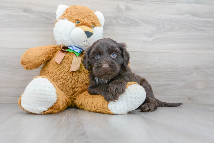 Meet Logan - our Portuguese Water Dog Puppy Photo 1/3 - Puppy Love PR Portuguese Water Dog Pup Being Cute