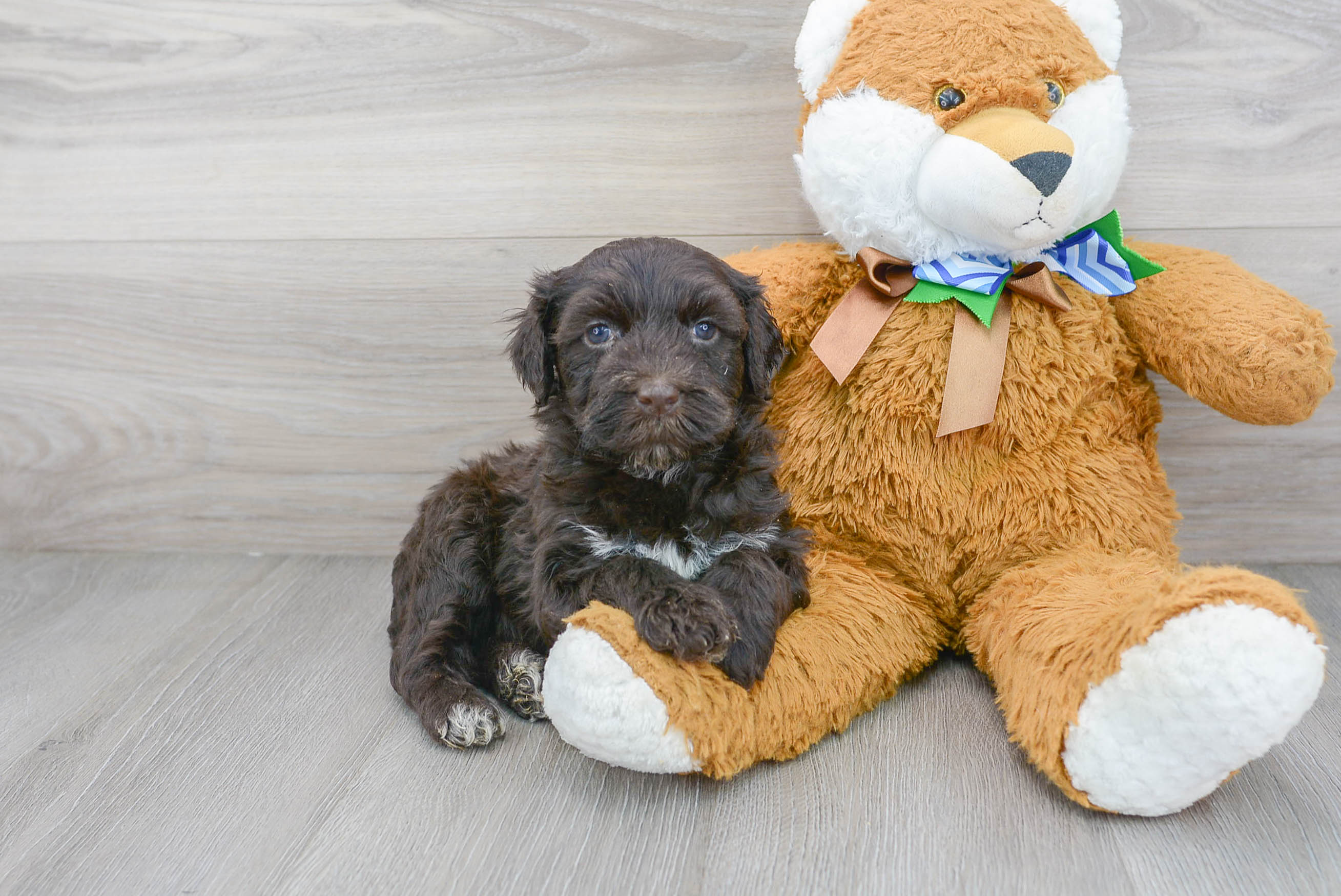 Cute Portuguese Water Dog Baby