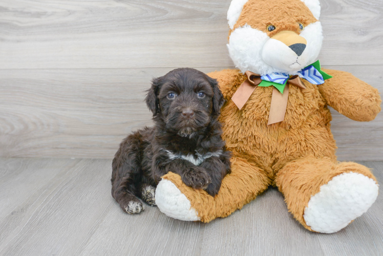 Meet Lovato - our Portuguese Water Dog Puppy Photo 1/3 - Puppy Love PR Cute Portuguese Water Dog Baby