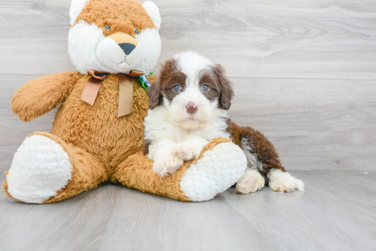 Cute Portuguese Water Dog Purebred Pup