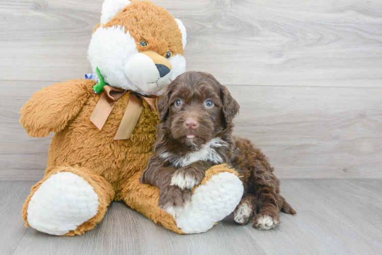 Cute Portuguese Water Dog Baby