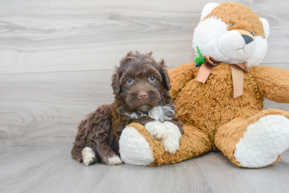 Portuguese Water Dog Pup Being Cute