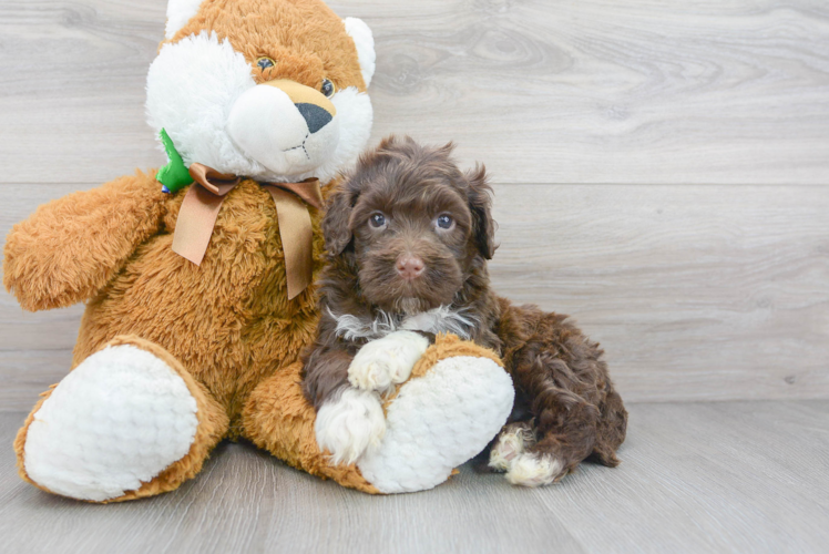Cute Portuguese Water Dog Purebred Pup