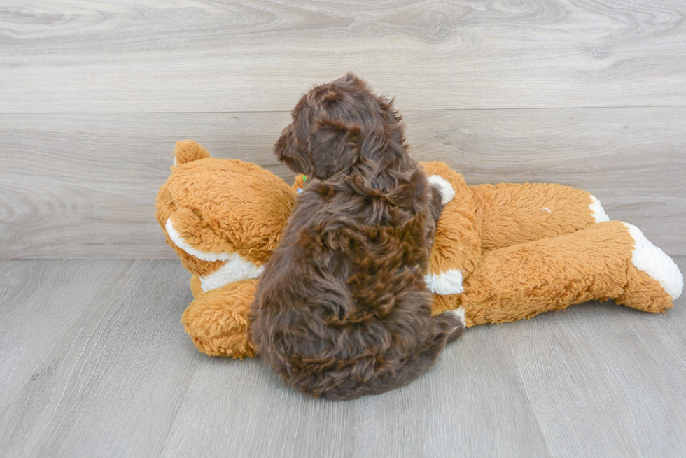 Cute Portuguese Water Dog Baby