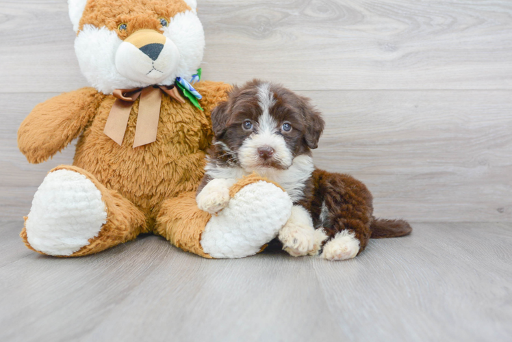 Meet Mykonos - our Portuguese Water Dog Puppy Photo 1/3 - Puppy Love PR Portuguese Water Dog Puppy for Adoption