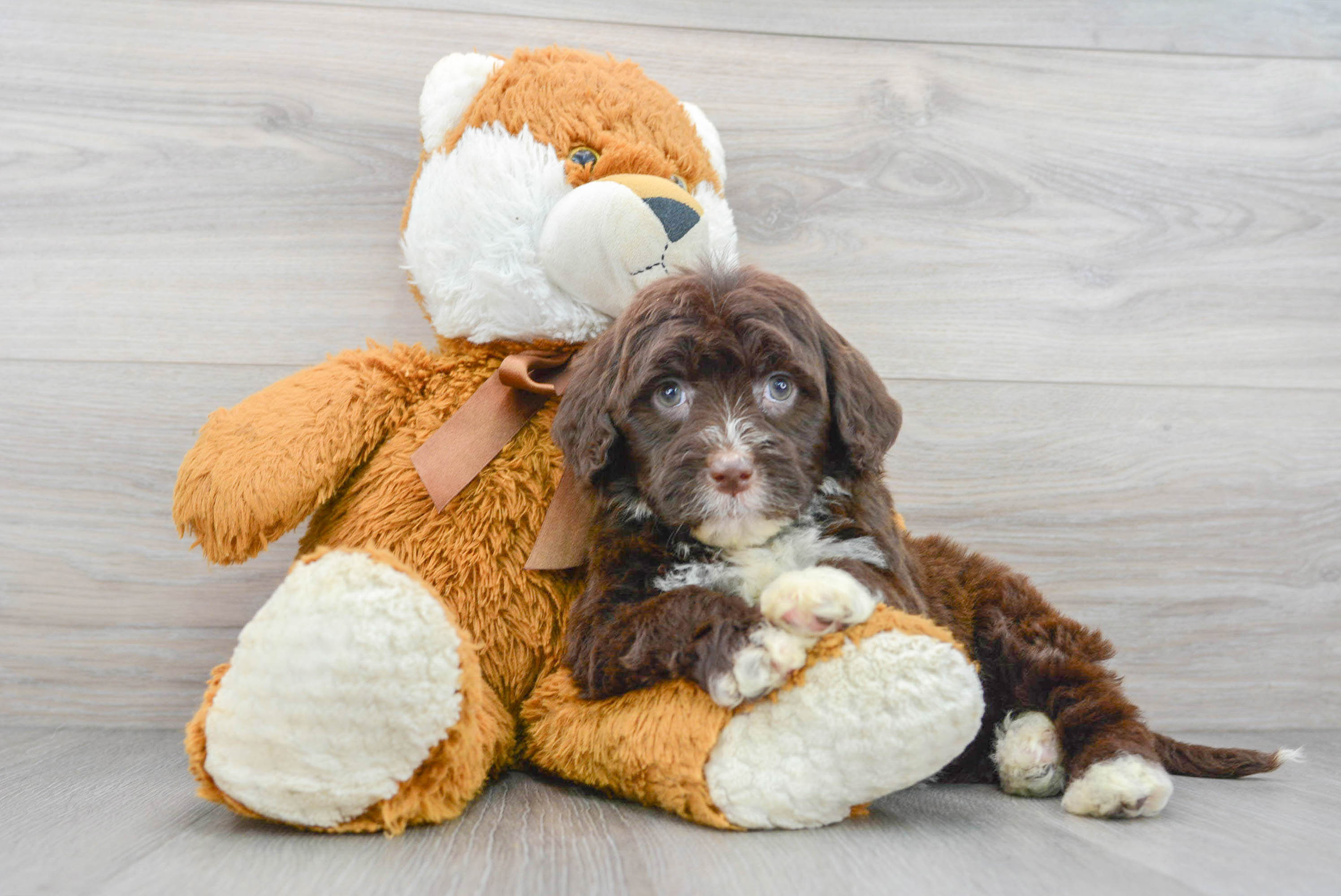 Portuguese Water Dog Puppy for Adoption