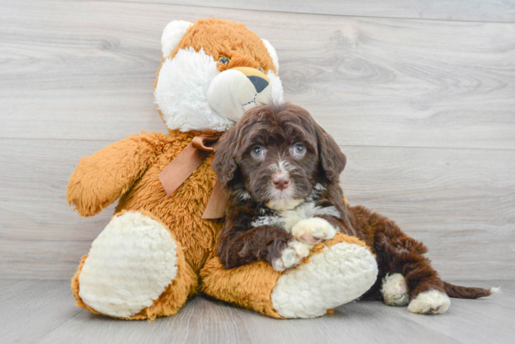 Meet Mykonos - our Portuguese Water Dog Puppy Photo 1/3 - Puppy Love PR Portuguese Water Dog Puppy for Adoption