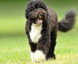 Portuguese Water Dog Puppies For Sale Puppy Love PR