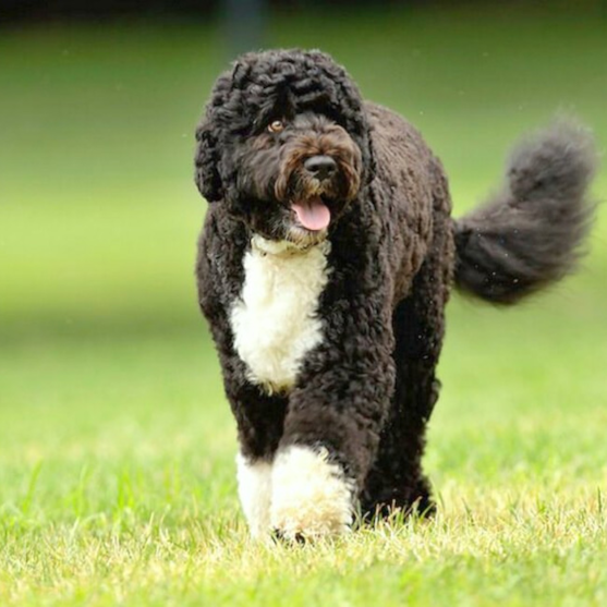 Portuguese Water Dog Puppies For Sale - Puppy Love PR