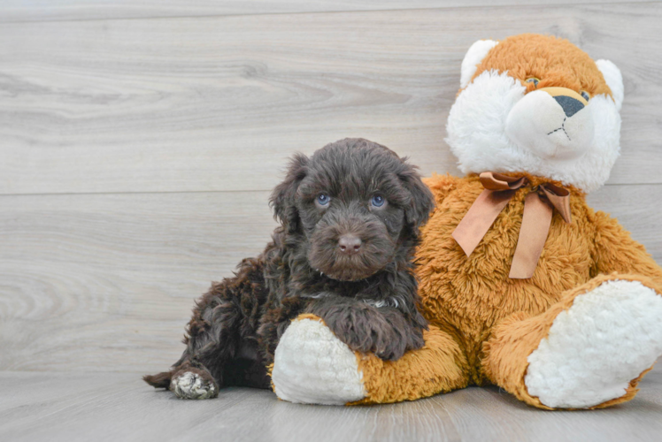 Meet Raina - our Portuguese Water Dog Puppy Photo 1/3 - Puppy Love PR Portuguese Water Dog Pup Being Cute