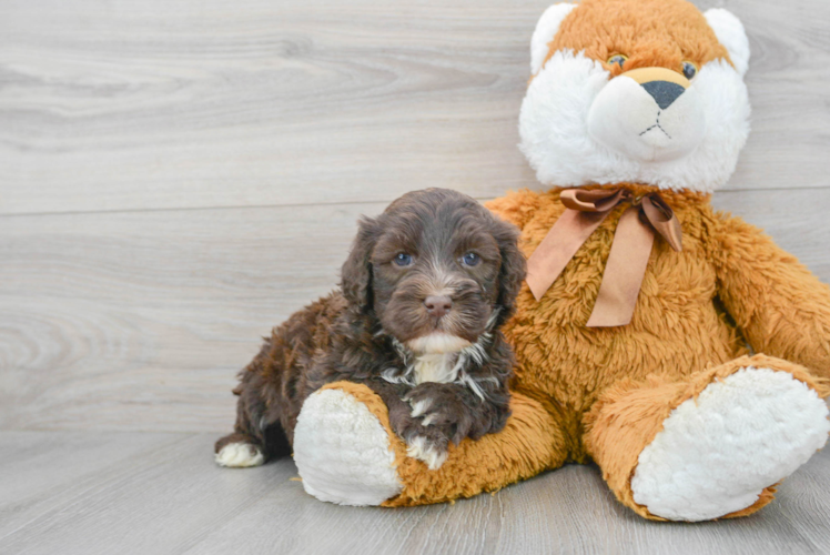 Meet Ralph - our Portuguese Water Dog Puppy Photo 1/3 - Puppy Love PR Little Portuguese Water Dog Baby
