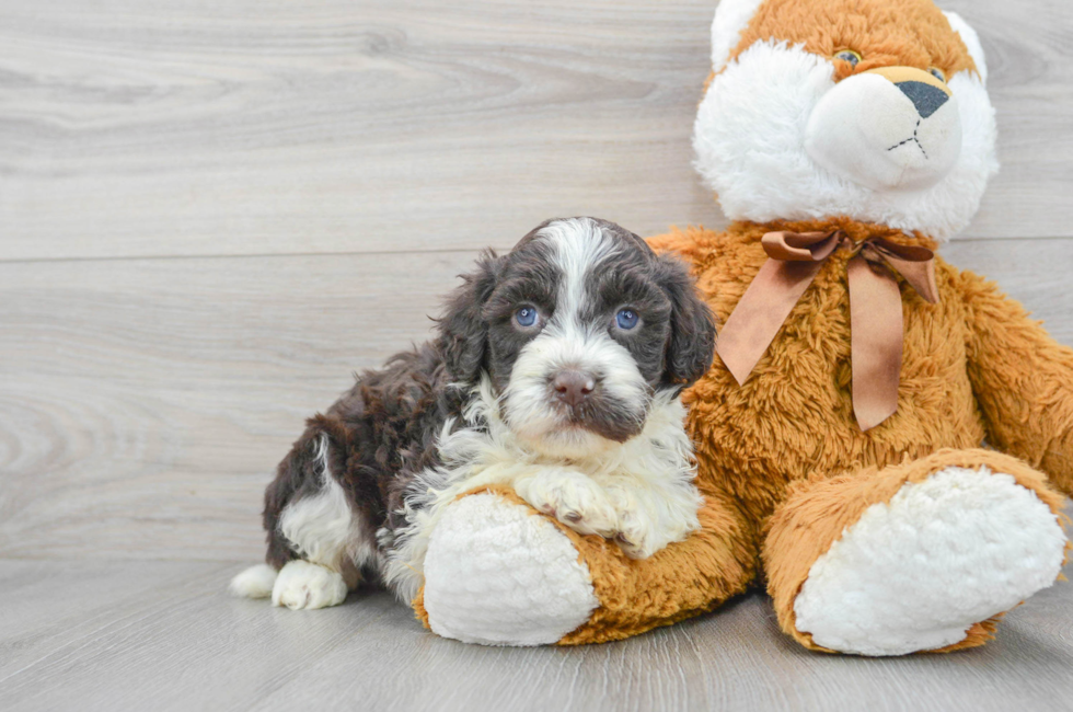 7 week old Portuguese Water Dog Puppy For Sale - Puppy Love PR