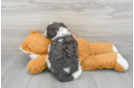 Best Portuguese Water Dog Baby