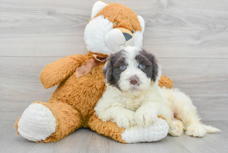 Meet Regatta - our Portuguese Water Dog Puppy Photo 1/3 - Puppy Love PR Little Portuguese Water Dog Purebred Pup