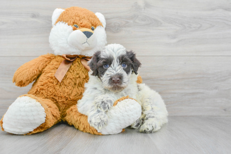 Meet Rigby - our Portuguese Water Dog Puppy Photo 1/3 - Puppy Love PR Hypoallergenic Portuguese Water Dog Purebred Pup