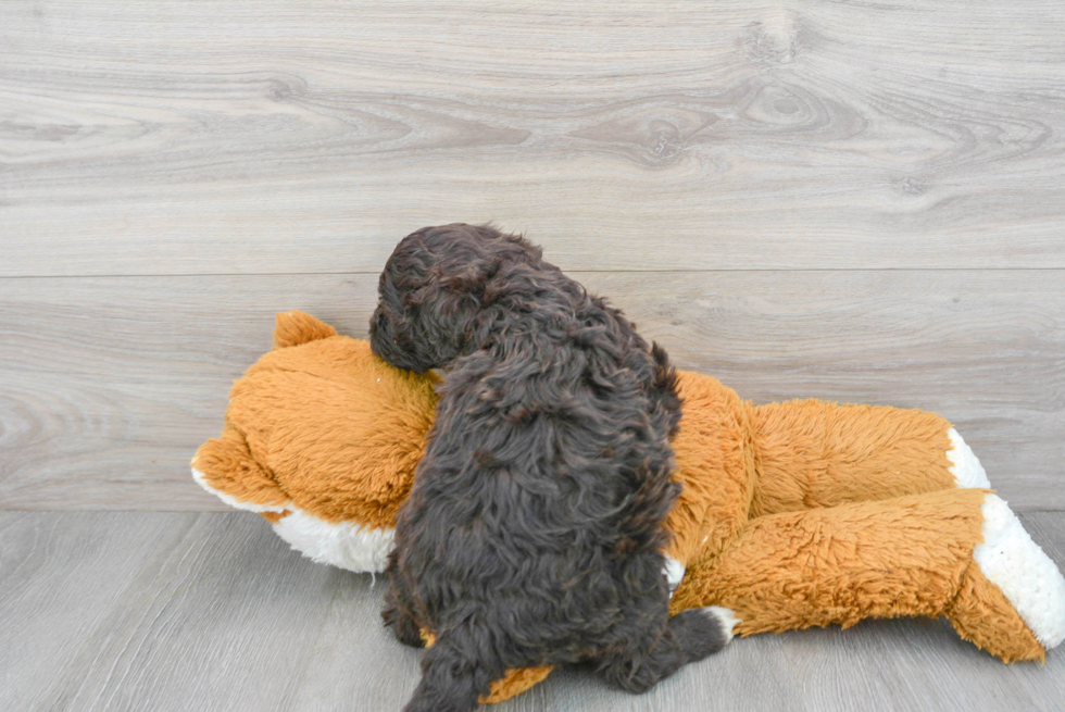 Little Portuguese Water Dog Purebred Pup