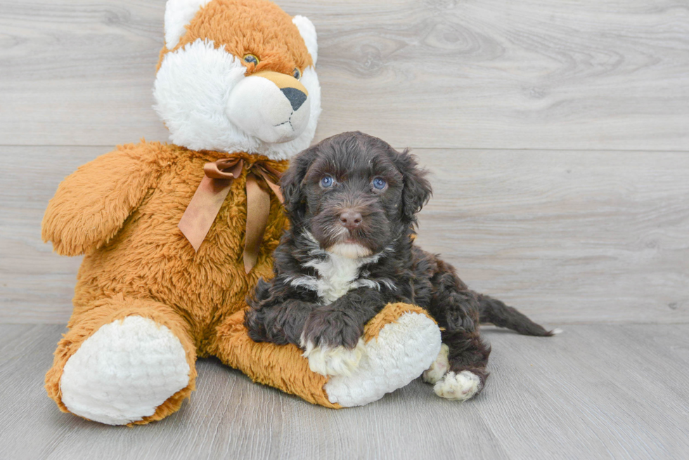 Portuguese Water Dog Puppy for Adoption