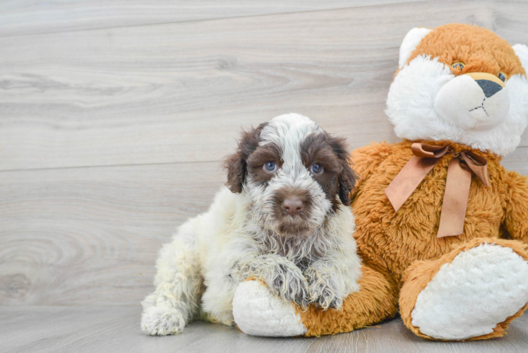 Meet Rogie - our Portuguese Water Dog Puppy Photo 1/3 - Puppy Love PR Best Portuguese Water Dog Baby