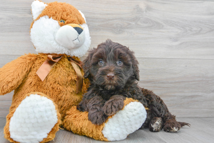 Meet Ros - our Portuguese Water Dog Puppy Photo 1/3 - Puppy Love PR Portuguese Water Dog Puppy for Adoption