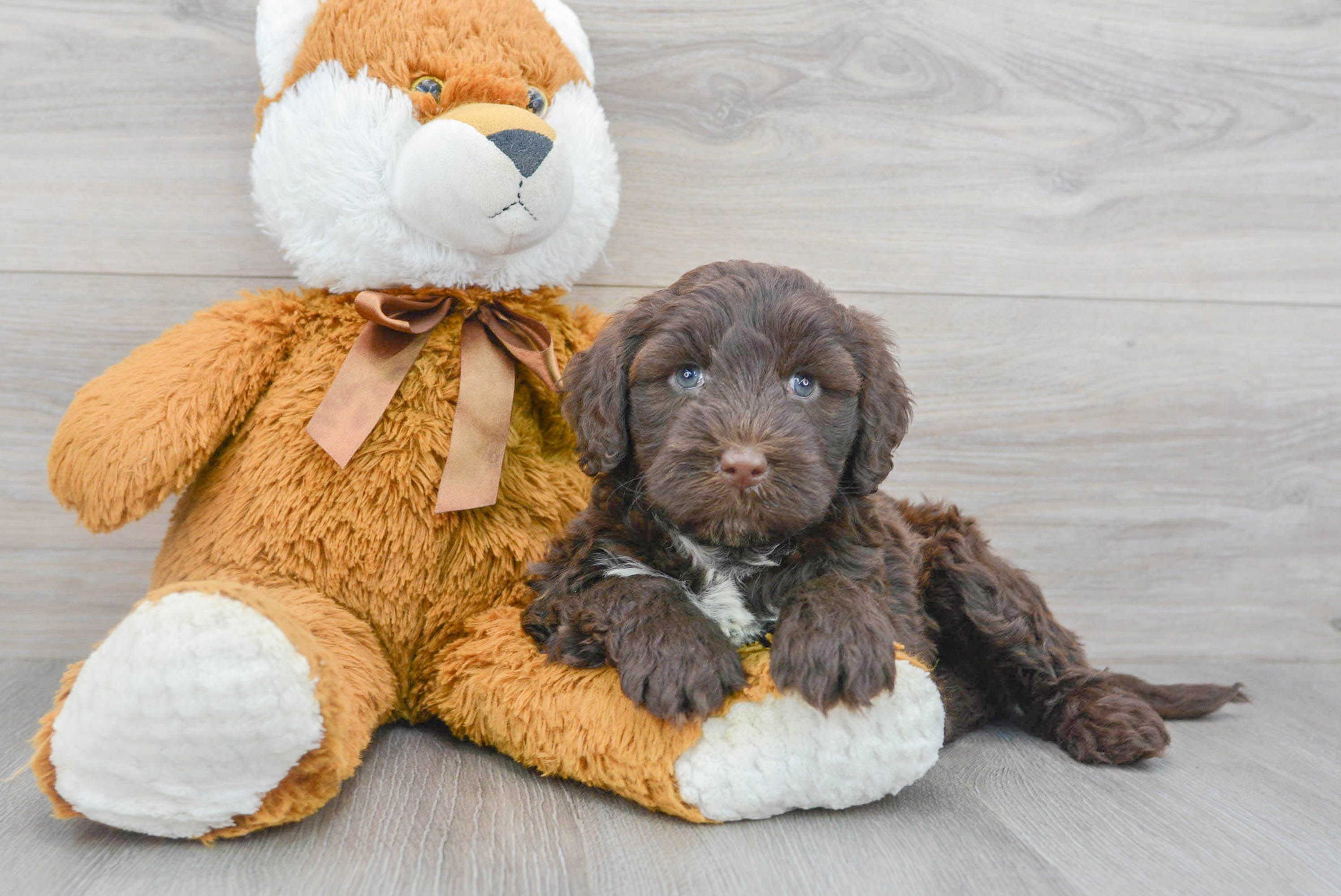 Funny Portuguese Water Dog Purebred Pup