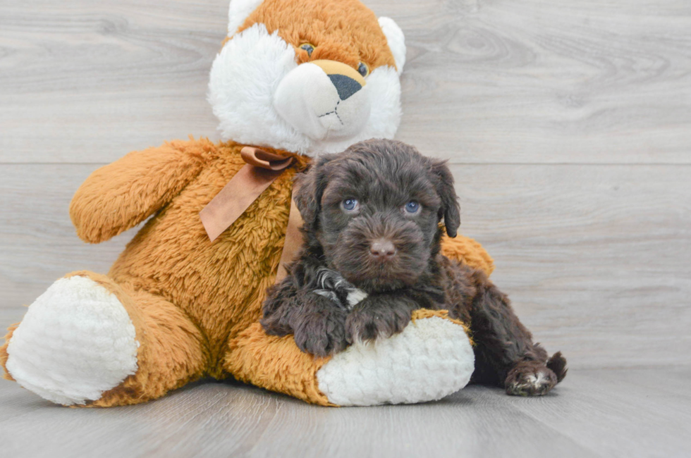 8 week old Portuguese Water Dog Puppy For Sale - Puppy Love PR