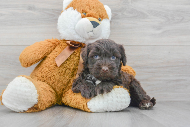 Meet Rosario - our Portuguese Water Dog Puppy Photo 1/3 - Puppy Love PR Funny Portuguese Water Dog Purebred Pup