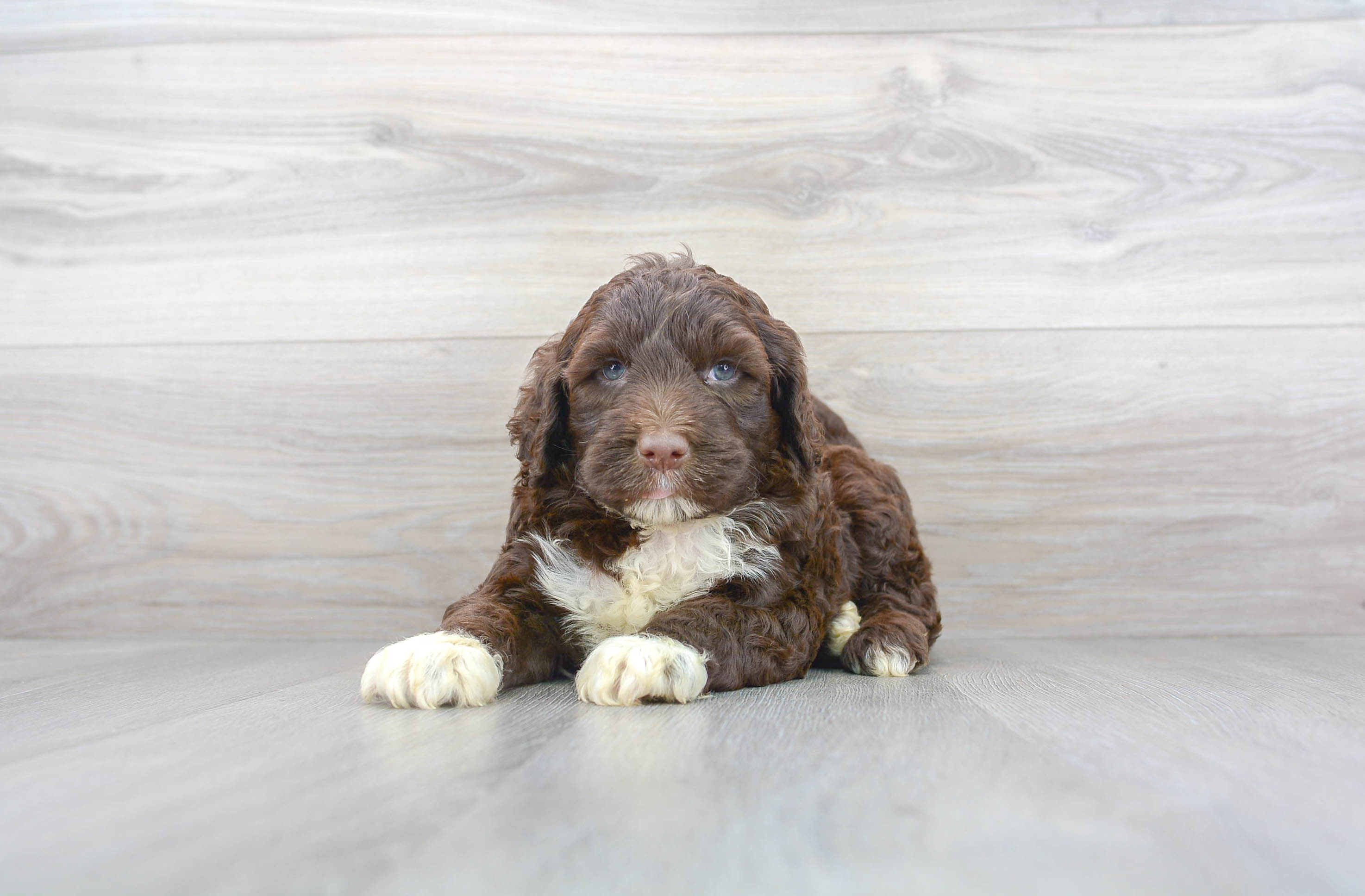 Cute Portuguese Water Dog Purebred Pup