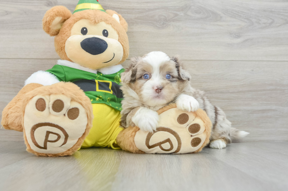 6 week old Saussie Puppy For Sale - Puppy Love PR