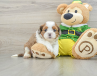 8 week old Saussie Puppy For Sale - Puppy Love PR