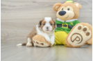 Cute Ausstzu Designer Puppy