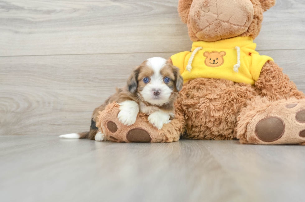 5 week old Saussie Puppy For Sale - Puppy Love PR