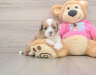 5 week old Saussie Puppy For Sale - Puppy Love PR