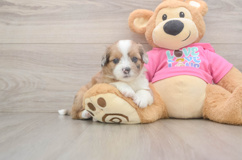 5 week old Saussie Puppy For Sale - Puppy Love PR