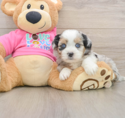 6 week old Saussie Puppy For Sale - Puppy Love PR