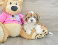 6 week old Saussie Puppy For Sale - Puppy Love PR