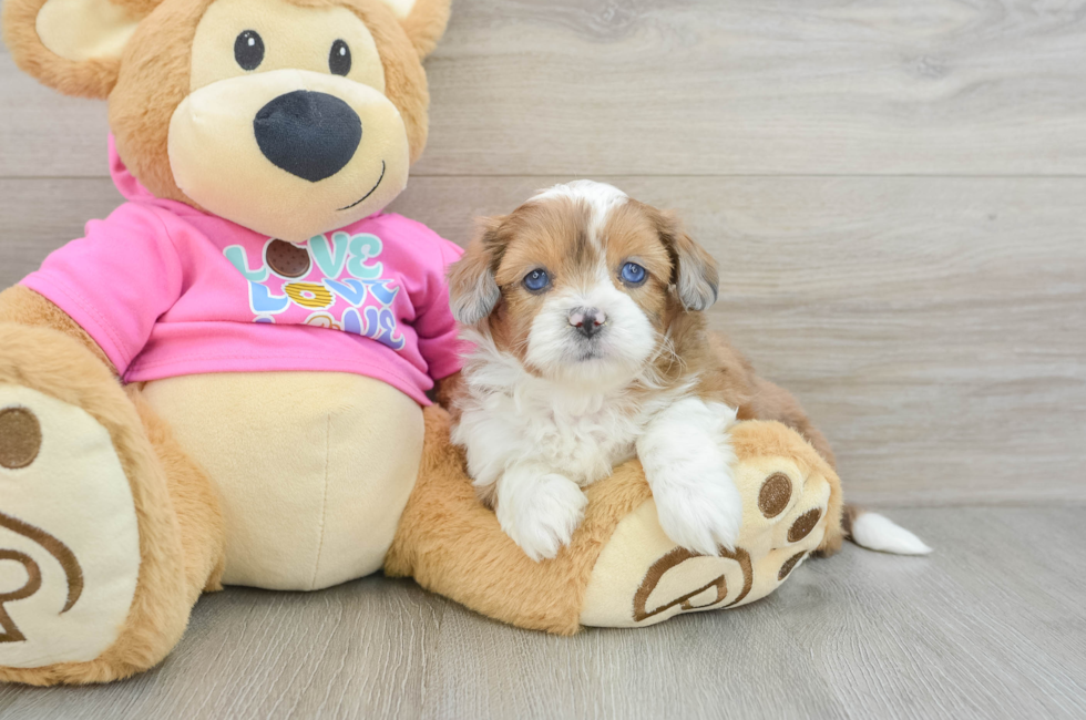 6 week old Saussie Puppy For Sale - Puppy Love PR