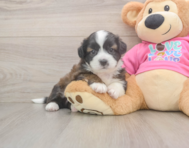 5 week old Saussie Puppy For Sale - Puppy Love PR