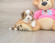 5 week old Saussie Puppy For Sale - Puppy Love PR