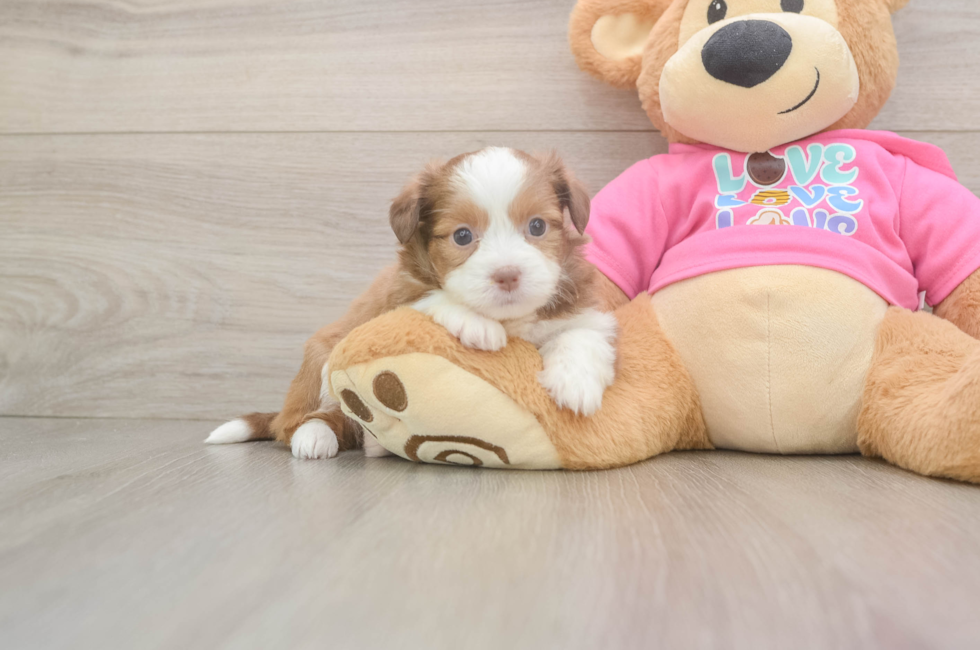 5 week old Saussie Puppy For Sale - Puppy Love PR