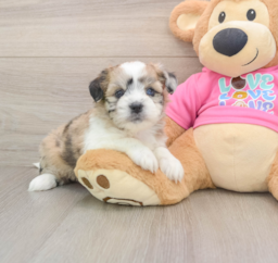 6 week old Saussie Puppy For Sale - Puppy Love PR