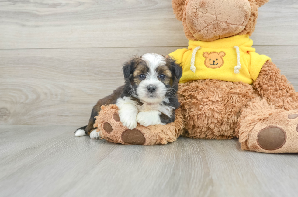 5 week old Saussie Puppy For Sale - Puppy Love PR